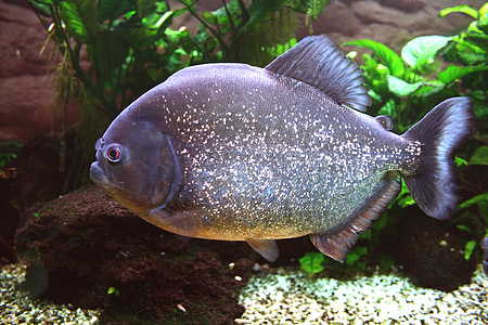 piranha, red bellied, fish, tropical, tank, aquarium, dangerous