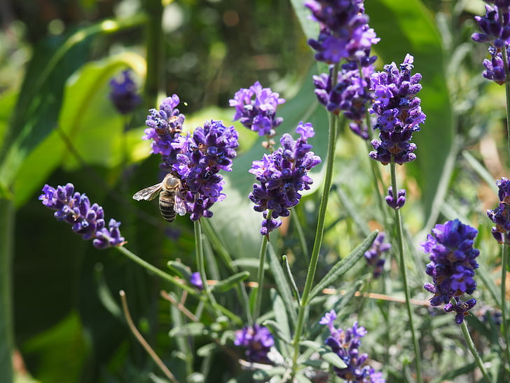 mesilane, lill, putukate, taim
