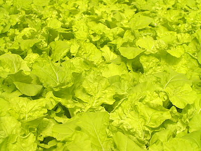 farm, market, hydroponic, produce, lettuce, grow, vibrant