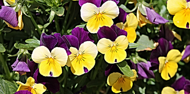viooltje, bloementuin, bloemen, roze, wit, Tuin, plant