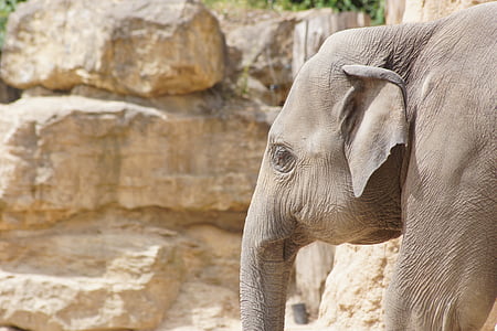 zoo, elephant, pachyderm, proboscis, animal portrait, africa, outdoor enclosures