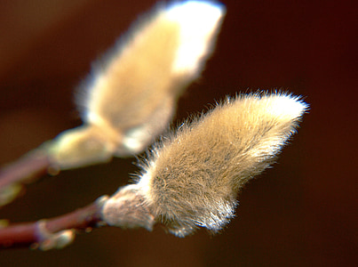 pasture, kitten, pussy willow, bud, fluffy, hairy, close