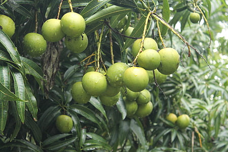 Mango, copaci, verdeaţă, frunze, cu frunze, sucursale, necoapte