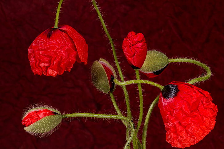 Rosella, flor, flor, klatschmohn, vermell, flor de rosella, flors silvestres