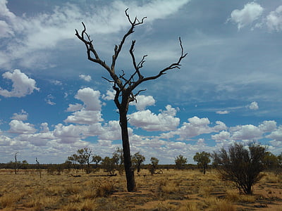 Australija, grm, suha, pustinja