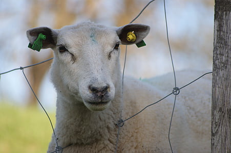 Schafe, Schafe weiden, Bauernhof, Landwirtschaft, Tier, Natur, Ländliches Motiv