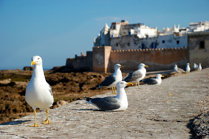 Essaouira, Marocko, Afrika, Costa, havet, Seagull, resor