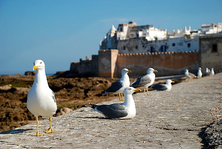 Essaouira, Ma Rốc, Châu Phi, Costa, tôi à?, chim mòng biển, đi du lịch