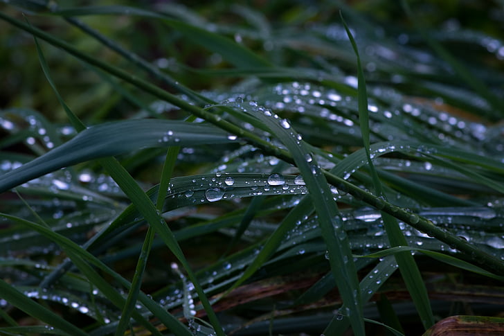 herba, temps plujós, gramínies, degoteig, gota d'aigua, The Dewdrop, natura