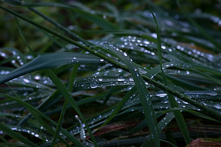 잔디, 비오는 날씨, 잔디, 똑, 빗방울, dewdrop, 자연