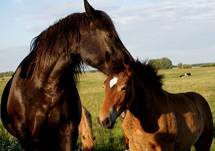 konj, potomstvo, priroda, mlade životinje, glava konja, konj, životinja