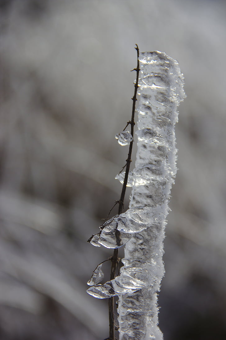 eisraupe, ice on the branch, iced, aesthetic, branches, branch, ice