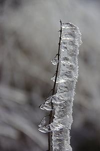 eisraupe, ghiaccio sul ramo, ghiacciato, estetica, rami, ramo, ghiaccio