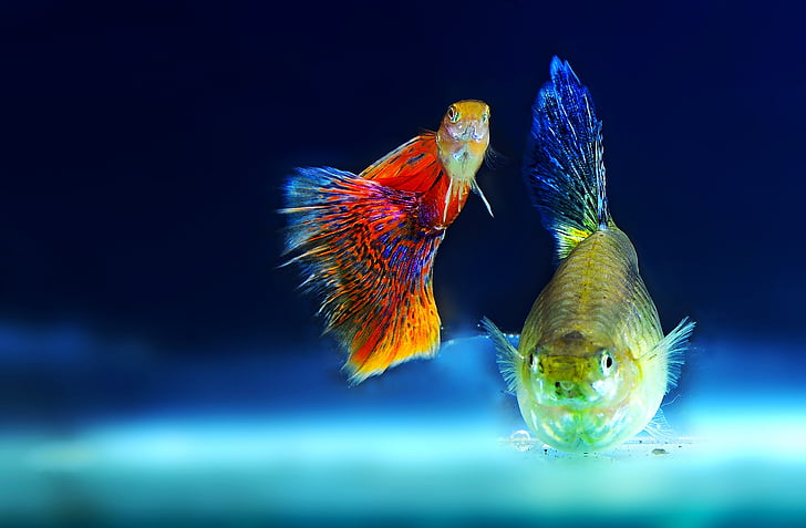 ornamental fish, aquarium, fish, ppt backgrounds, two animals, swimming, underwater