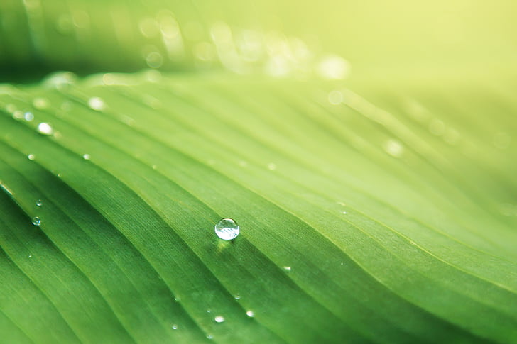 banana leaf, blur, bright, close-up, dew, droplets, drops