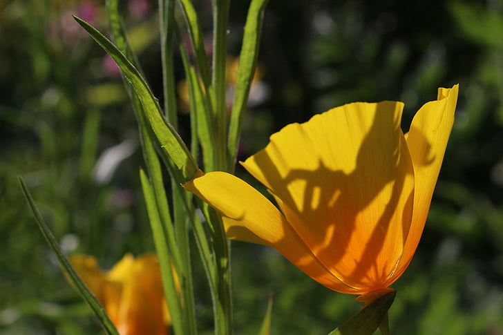 papavero, fiore, arancio, giallo, calice, Flora, luce posteriore