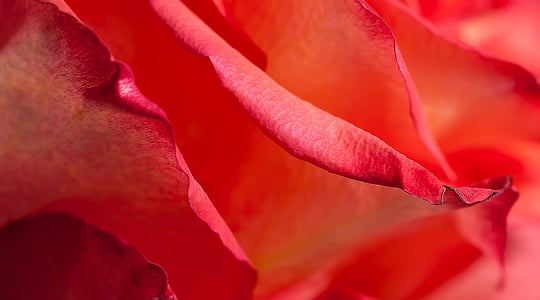 rosso, petalo, fiore, Bloom, Close-up, natura, pianta