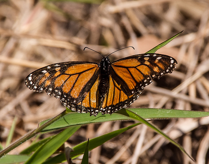 butterfly, insect, large, orange, black, pattern, wild