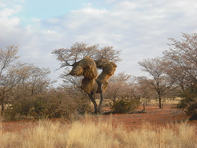 Baobab, afrikanska, träd
