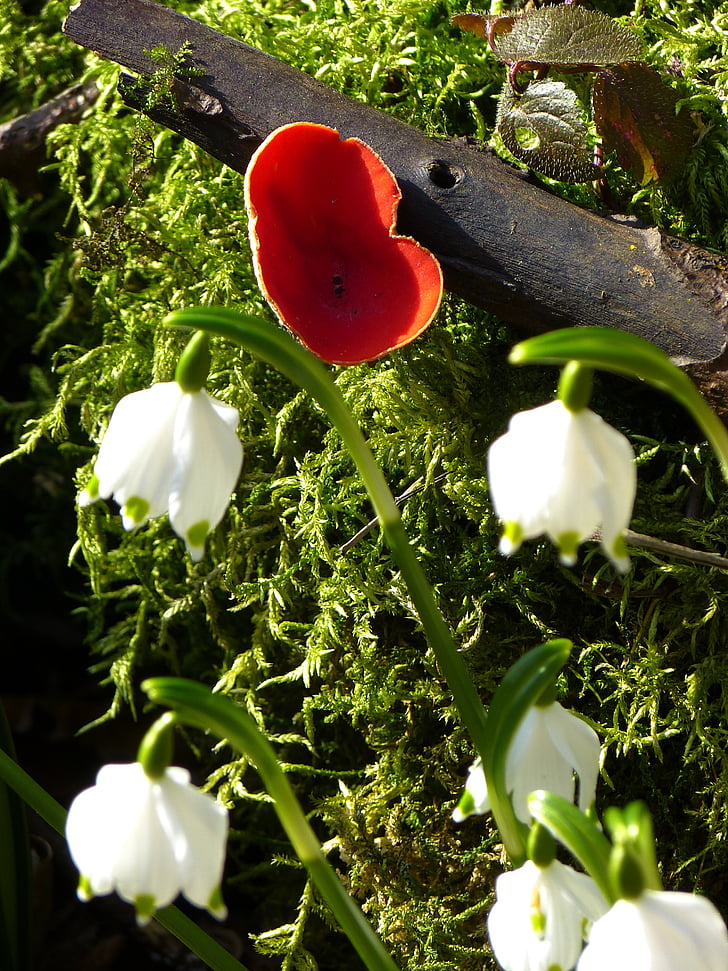 kelchbecherling vermelló, bolet, floc de neu, primavera, flor, ling de Copa calze escarlata, sarcoscypha coccinea