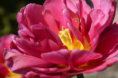 Tulip, rojo, rosa, flor, floración