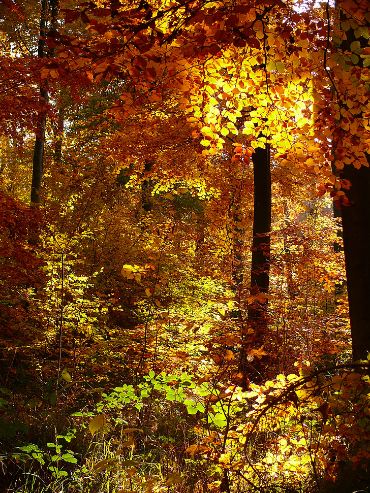 rudens, meža, zelta rudens, rudens lapas, rudenī zaļumiem, koki, autum