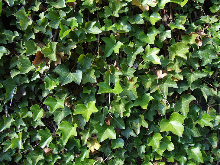 Ivy, blade, bjergbestiger, Ivy blade, ranke, tekstur, væg