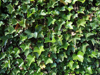 ivy, leaves, climber, ivy leaves, ranke, texture, wall