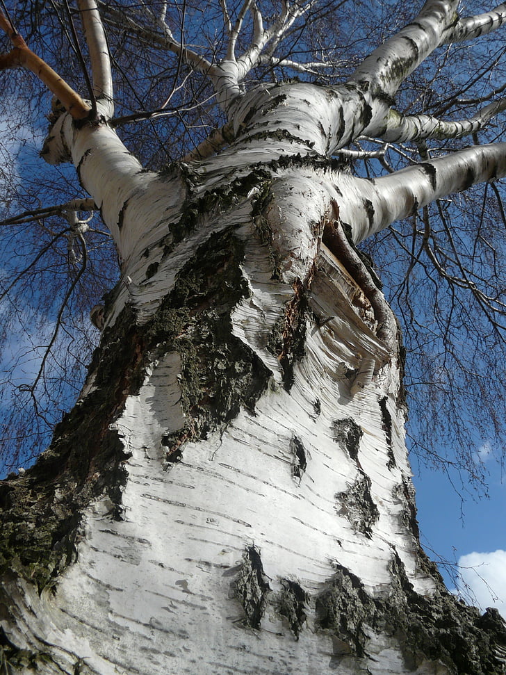 birch, tree, nature, sky, blue, log, tribe