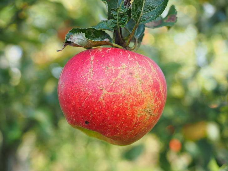 Apple, appelboom, fruit, rood, Frisch, gezonde, vitaminen