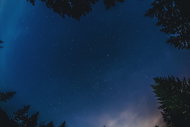arbres, natura, nit, estrelles, cel, estrella - espai, l'astronomia