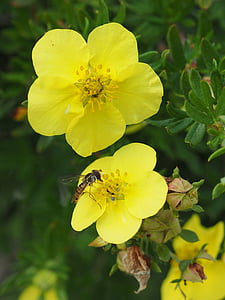 bunga, bunga kuning, kuning, alam, tanaman, bunga, Cinquefoil
