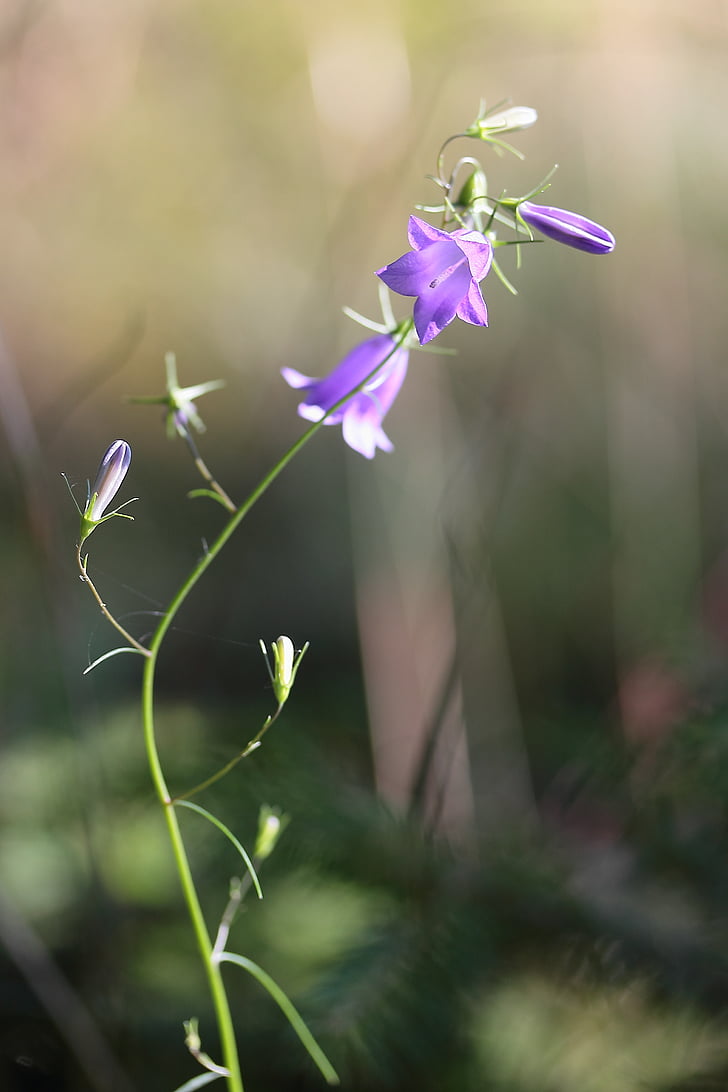 Bellflower, Wild flower, zomer, bloem, Petite grandiflorus, Flora, blauw paars