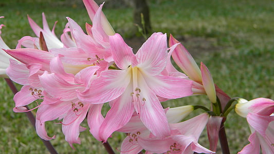 lilies, flower, pink lily, garden, nature, pink Color, plant