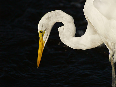egret, bird, white, wildlife, wild, heron, wetland