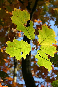 musim gugur, dedaunan jatuh, ben10 emas, daun di musim gugur, warna-warni, hutan, hijau