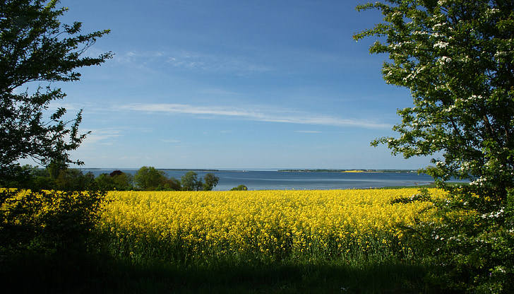 Mark, geel, natuurlijke, Denemarken, koolzaad, weergave, landschap