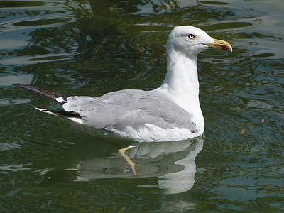 Larus michahellis, Seagull, gul-legged gull, gul-benta, mås, fågel, Ave