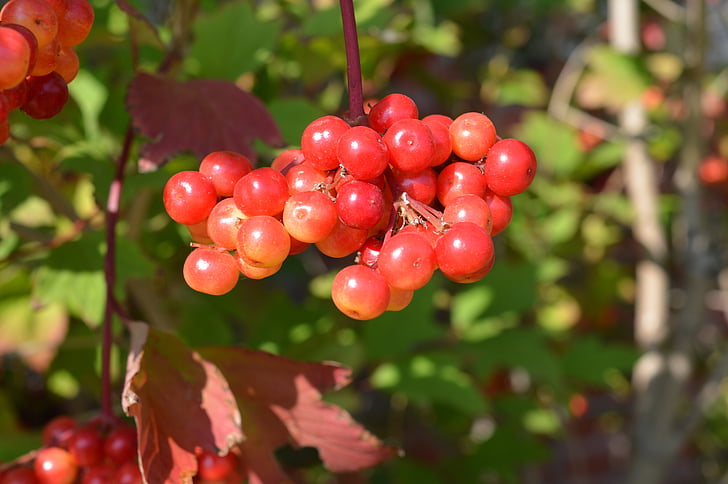 berries, red, fruit, nature, ripe, natural food, fresh