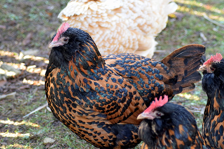 pollo, marrone nero, azienda agricola, uccello, Chicken - uccelli, agricoltura, animale