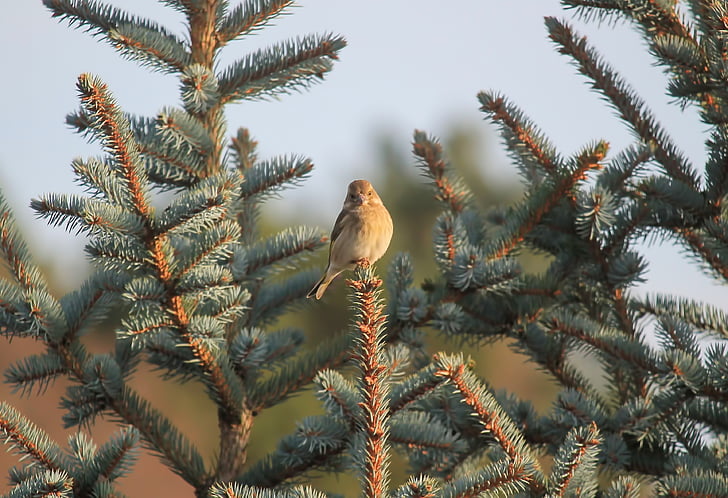 con chim, greenfinch, nữ, Thiên nhiên, bộ lông, Blue spruce, động vật hoang dã
