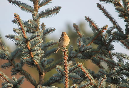 bird, greenfinch, female, nature, plumage, blue spruce, animal wildlife