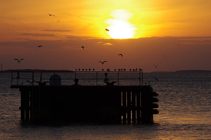 Key west, madár, naplemente, természet