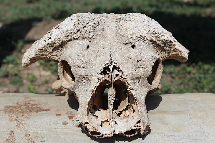 schedel, bot, hoofd, dood, botten, skelet, Skull and crossbones