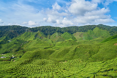 čaj, biljka, zelena, krajolik, priroda, mira, čaj vrt