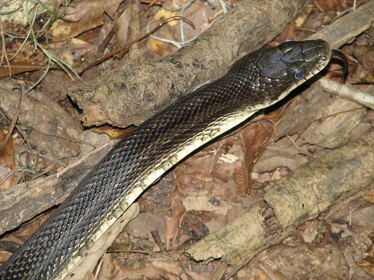 Zwarte rat snake, reptielen, macro, dieren in het wild, natuur, Close-up, schalen