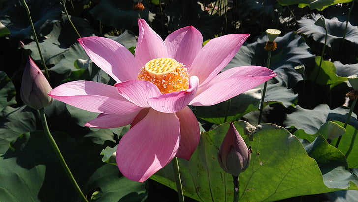 Lotus, estate, bel tempo, natura, loto ninfea, petalo, pianta