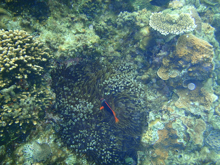 koralové útesy, Okinawa, more, clownfish, hľadá sa Nemo, Kerama ostrovy