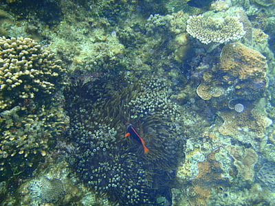 rafy koralowe, Okinawa, morze, Clownfish, Nemo, Wyspy Kerama