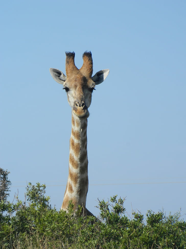 girafa, África, natureza, África do Sul, vida selvagem, savana, pelo listrado